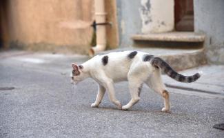 Chat abandonne