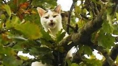 Chat dans un arbre 2