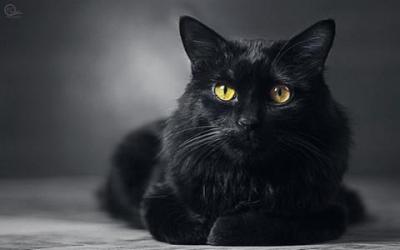 Chat noir 1