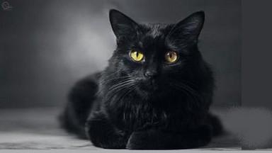 Le chat noir 1